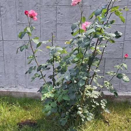 Апартаменты Katarina *