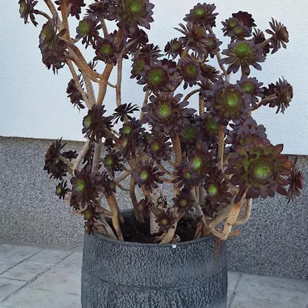 Katarina Апартаменты *