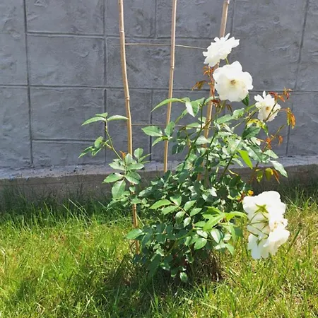 Апартаменти Katarina