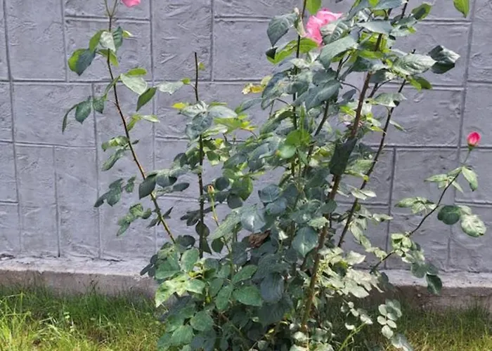 아파트 Katarina *