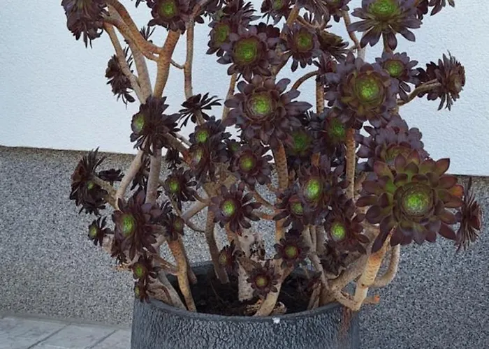 Katarina 아파트 *